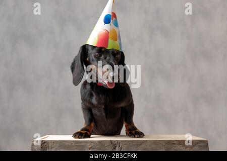 dolce teckel cane cucciolo con cappello di compleanno seduto su tavola di legno e guardando giù triste con la lingua fuori sullo sfondo grigio studio Foto Stock