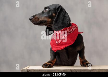 dolce teckel cane cucciolo con pelliccia nera e bandana rossa seduta su tavola di legno e guardando da parte distratto contro sfondo grigio studio Foto Stock