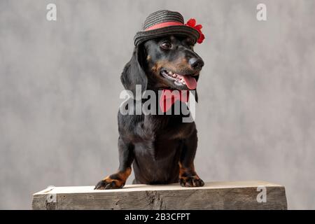 dolce cagnolino teckel con cappello e cravatta rossa seduta su una tavola di legno e che sporge la lingua mentre guardando da parte su sfondo grigio Foto Stock