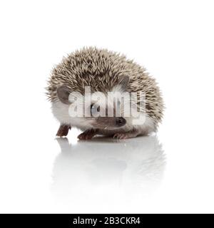 cute hedgehog africano che guarda di lato e seduta isolato su sfondo bianco, corpo pieno Foto Stock