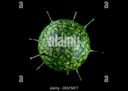 Malattia infettiva rinoceronte virus comune cella fredda concettuale 3D illustrazione Foto Stock