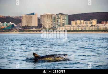 Grande squalo bianco al largo della costa a Mossel Bay. Sudafrica. Foto Stock