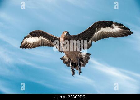 Grande Skua in volo su sfondo blu cielo. Nome scientifico: Catharacta skua. Vista dal basso. Foto Stock