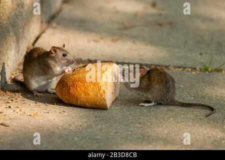 Ratti marroni (Rattus vegicus) che mangiano pane, Turingia, Germania Foto Stock