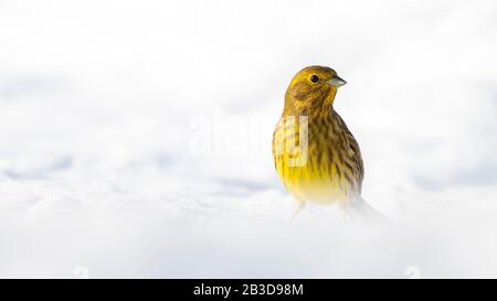 Ellowhammer (Emberiza citrinella), seduto su un terreno innevato in inverno, Tirolo, Austria Foto Stock