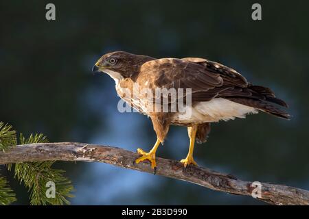 Steppa buzzard (Buteo buteo) seduto su un ramo, Tirolo, Austria Foto Stock