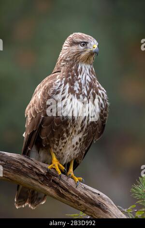 Steppa buzzard (Buteo buteo) seduto su un ramo, Tirolo, Austria Foto Stock