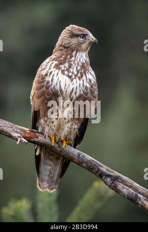 Steppa buzzard (Buteo buteo) seduto su un ramo, Tirolo, Austria Foto Stock