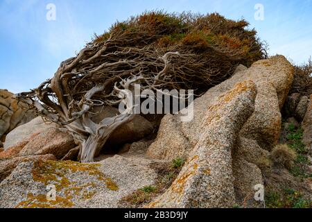 Albero ginepro a forma di vento (Juniperus) che cresce tra rocce, alberi a vento, Sardegna, Italia Foto Stock