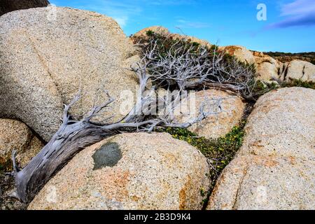 Albero Juniper (Juniperus) che cresce al riparo dal vento tra pietre, alberi a vento, Sardegna, Italia Foto Stock