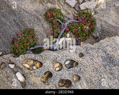 Albero ginepro a forma di vento (Juniperus) che cresce tra rocce, alberi a vento, Sardegna, Italia Foto Stock