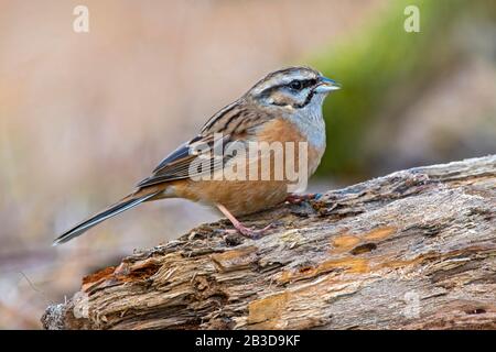 Coniglietto di roccia (Emberiza cia), seduto su legno morto, Tirolo, Austria Foto Stock