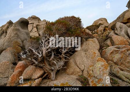 Albero ginepro a forma di vento (Juniperus) che cresce tra rocce, alberi a vento, Sardegna, Italia Foto Stock