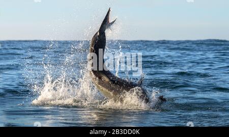 Breaching Grande squalo bianco. Coda Shark fuori dall'acqua. Nome scientifico: Carcharodon carcharias. Sudafrica. Foto Stock