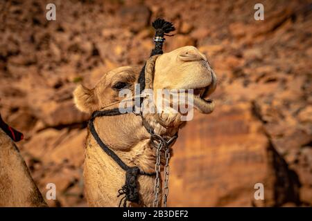 Primo piano di una testa di cammello nel deserto di Wadi Rum, Giordania Foto Stock