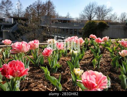 Un letto di tulipani rosa è visto in una vista ravvicinata con i Giardini Myriad sullo sfondo. Foto Stock