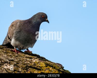 Pigeon su una filiale, Montreal città, Quebec, Canada Foto Stock