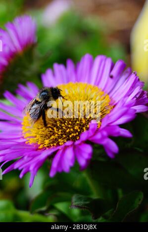 Piccolo bumblebee seduto su un fiore viola Foto Stock