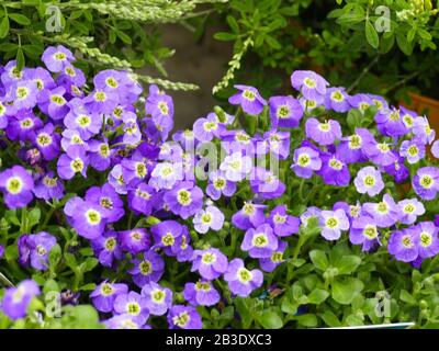 Coulon Port sur la Sèvre capitale di Venezia verde piccola città Di Carattere villaggio in fiore ha la Casa Blu l'emblema del Marais Poitevin Foto Stock