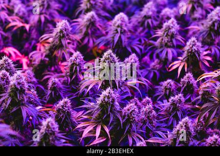 Piante multiple viola mature indoor medica ricreazione marijuana industria cannabis con grandi fiori di cola sviluppato Foto Stock