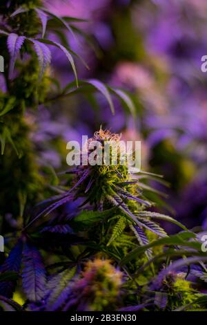 Pianta per l'industria della marijuana medica da diporto al coperto matura con grandi fiori di cola sviluppati e pistils in via di sviluppo visibili Foto Stock