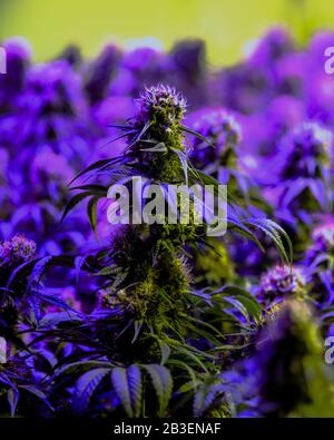 Pianta per l'industria della marijuana medica da diporto al coperto matura con grandi fiori di cola sviluppati e pistils in via di sviluppo visibili Foto Stock