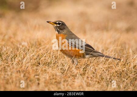 Red Breasted Robin in Springtime A Terra Mangiare Foto Stock