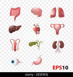 Illustrazione del set di anatomia Degli Organi interni umani Illustrazione Vettoriale