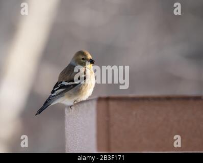 Grazioso Goldfinch americano presso gli alimentatori di Algonquin Park il primo giorno di marzo. Foto Stock