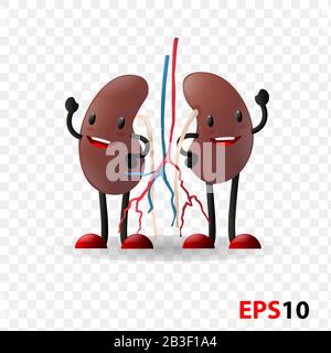 Reni. I caratteri dell'organo interno umano Illustrazione Vettoriale
