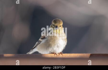 Grazioso Goldfinch americano presso gli alimentatori di Algonquin Park il primo giorno di marzo. Foto Stock