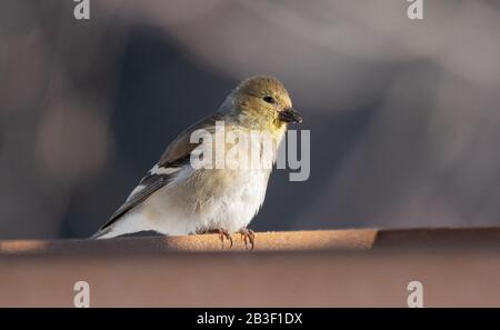 Grazioso Goldfinch americano presso gli alimentatori di Algonquin Park il primo giorno di marzo. Foto Stock