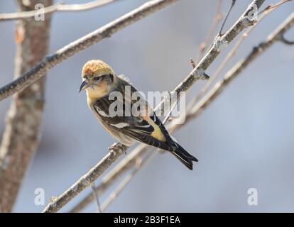 crossbill bianco alato in un albero in inverno Foto Stock