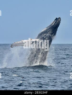 Una bretella di megattere (Megaptera novaeangliae) getta il suo corpo massiccio fuori dall'acqua. Spazio di copia. Great South Channel, North Atlantic. Foto Stock