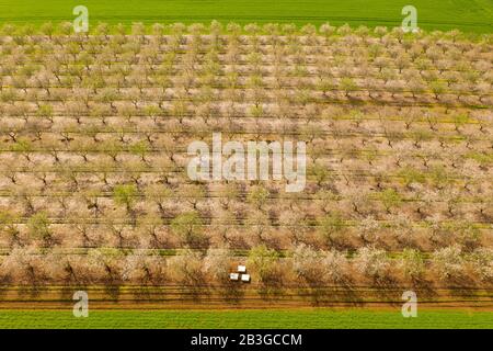 Piantagione di alberi di mandorle a fiore pieno bianco, vista aerea. Foto Stock