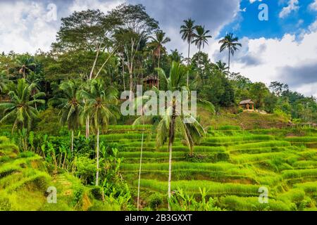 Campi Di Riso A Tegallalang Rice Terrace, Bali, Indonesia Foto Stock