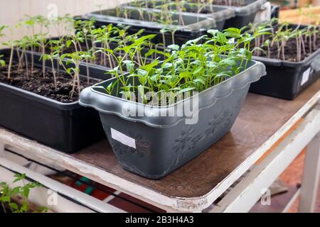 Pepperare i giovani pianta in un contenitore di plastica. Germogli verdi. Piantine preparate per piantare. Foto Stock