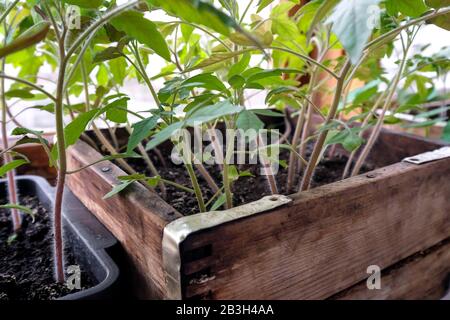 Pomodori giovani in una scatola di legno. Giovani pianta nel terreno. Foto Stock