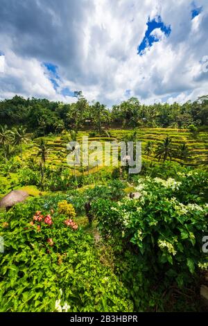 Campi Di Riso A Tegallalang Rice Terrace, Bali, Indonesia Foto Stock
