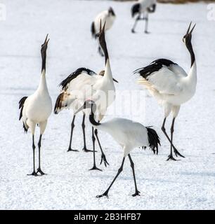 Ballo di gru. Il matrimonio rituale danza della gru. Il rosso-Crowned Crane. Nome scientifico: Grus japonensis, chiamato anche il Giapponese gru o mancesi Foto Stock