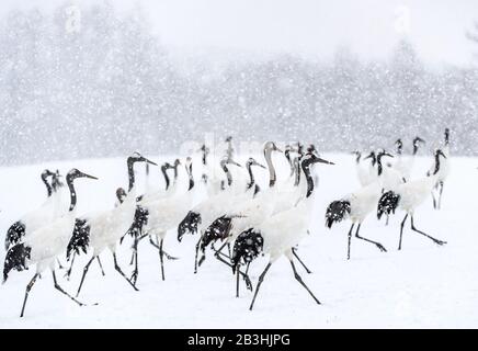 Gru giapponese nella neve. Il rosso-Crowned Crane. Nome scientifico: Grus japonensis, chiamato anche il giapponese o gru gru Manchurian, è un grande e Foto Stock