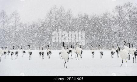 Gru giapponese nella neve. Il rosso-Crowned Crane. Nome scientifico: Grus japonensis, chiamato anche il giapponese o gru gru Manchurian, è un grande e Foto Stock