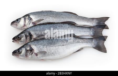 Seabasses isolato su sfondo bianco con tracciato di ritaglio Foto Stock