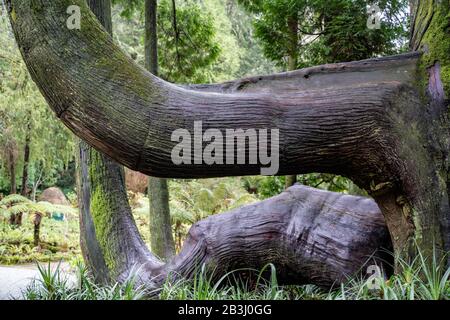 I grandi tronchi di alberi neri dell'albero Western Red Cedar lungo il sentiero della Valle dei Laghi. Tronco di albero assomiglia ad un braccio Foto Stock