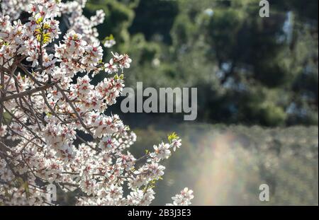 Fioritura della primavera del mandorlo. Ramo di mandorla con fiori rosa bianco contro sfocato sfondo verde natura, copia spazio Foto Stock