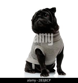 Pug nero Adoreble guardando lateralmente e indossando un maglione grigio mentre si siede con la sua bocca chiusa su sfondo bianco studio Foto Stock