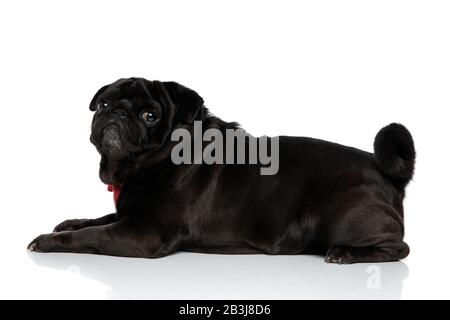 Vista laterale di un delizioso pug che guarda sopra la sua spalla con la sua bocca chiusa, indossando una cravatta rossa e sdraiata su sfondo bianco studio Foto Stock