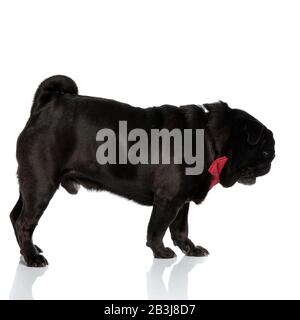 Pug preoccupato guardando verso il basso e accovigliarsi indossando un bingle rosso e cercando, passo su sfondo bianco studio Foto Stock