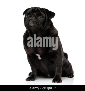 Colpevole guardando il pug nero che staring e che aspetta con la sua bocca chiusa mentre si siede sullo sfondo bianco dello studio Foto Stock