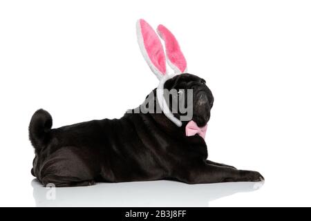 Vista laterale di un sicuro pug nero che guarda alla fotocamera mentre indossa un gingetto rosa e un archetto con orecchie bunny, sdraiato su sfondo bianco studio Foto Stock